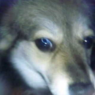 可愛がって下さる方