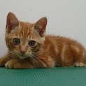 子猫の里親募集中