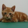 子猫の里親募集中 サムネイル1