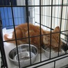 子猫の里親募集中 サムネイル2