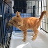 子猫の里親募集中 サムネイル3