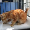 子猫の里親募集中 サムネイル4