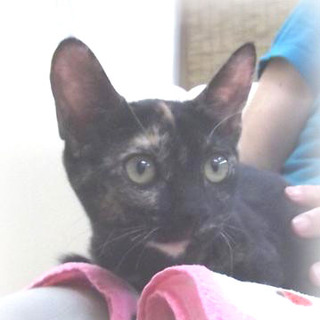 スリスリ♪サビ猫