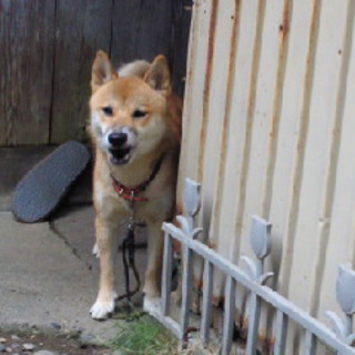 やさしい里親さんのご縁をいただきました。ありがとうございます。