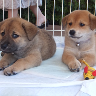 家族になっていただけませんか？