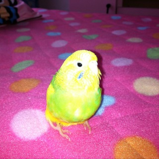 セキセイインコ♀里親様募集