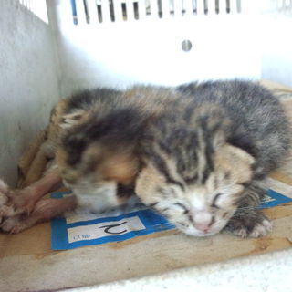 生後1週間弱の子猫達