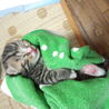 生後1週間弱の子猫達 サムネイル2
