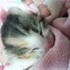 生後1週間弱の子猫達 サムネイル3