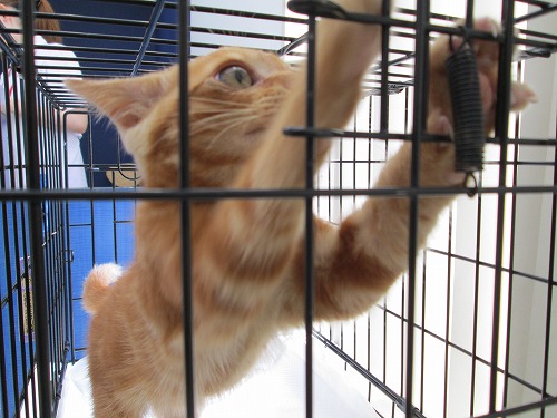 子猫の里親募集中 サムネイル5