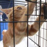 子猫の里親募集中 サムネイル5