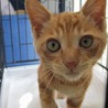 子猫の里親募集中 サムネイル7