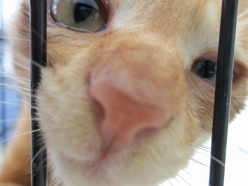 子猫の里親募集中 サムネイル6