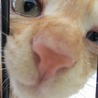 子猫の里親募集中 サムネイル6