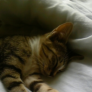 生後3か月キジトラの女の子です