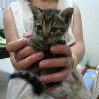 ★子猫1匹おります★