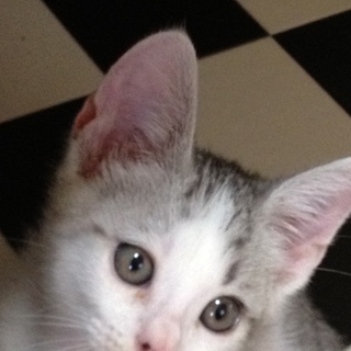 【6匹兄弟】顔立ちハッキリオス猫ちゃん。（♂）