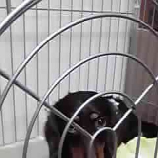 優しい飼い主様募集