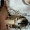 生後1週間弱の子猫達 サムネイル4