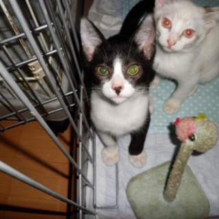 キャッツのマジック猫似の男の子