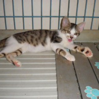 ちょっと控えめの可愛い女の子