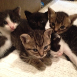 7月16日生まれ５匹のにゃんこ里親さん募集