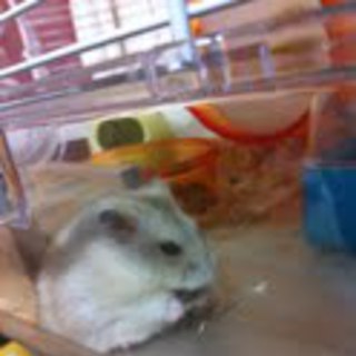 里親になっていただける方、探しています