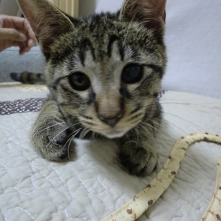 キジトラ　生後3ヶ月　里親様募集