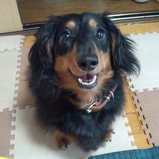 4歳Mダックス里親募集です。
