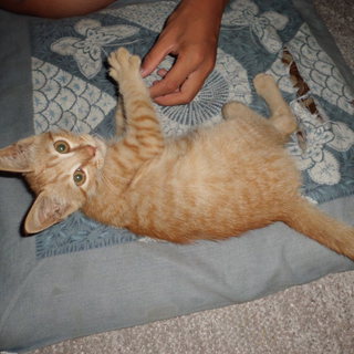 イケメンだニャ