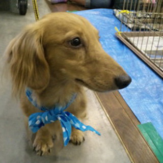 吠え少ないMダックス・どんな先住犬猫もOK・穏やかで優しい子