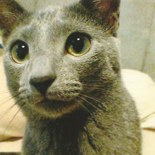 美形ロシアンブルー 血統書付き