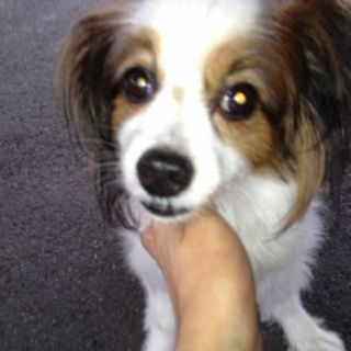 ペーター君の素敵な飼い主さん募集