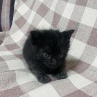 可愛がって頂ける方！