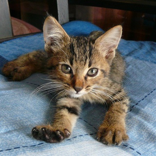 1ヶ月ぐらいのキジトラの男の子猫★人懐こいです