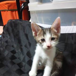 【シロクロ猫１匹、キジ猫１匹の里親様募集】