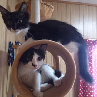 生後２ヶ月半の元気な子猫たちです。