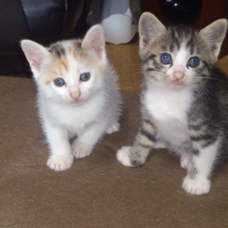 里親決まりました