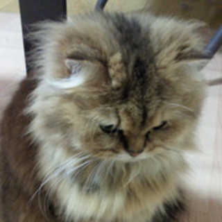 里親様が決まりました