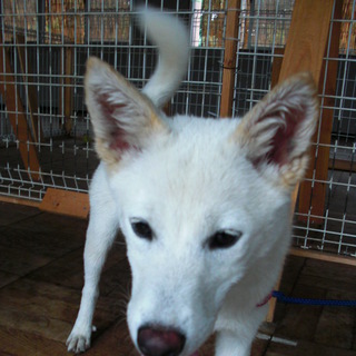 【里親様】白い雑種犬の女の子2匹【募集中】