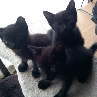 黒猫ちゃん３匹。
