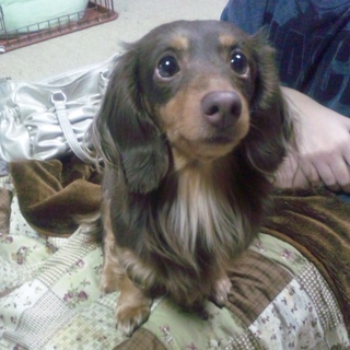 ダックス♀の里親募集