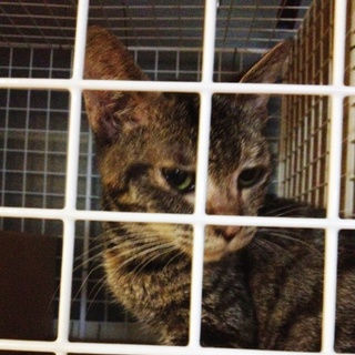 ひとなつっこくてとってもかわいい子です