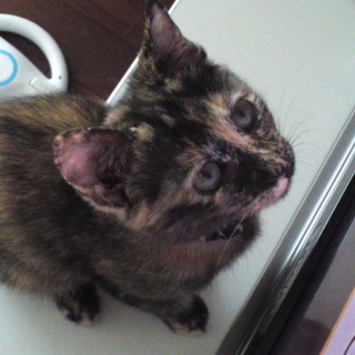 里親様を募集しています