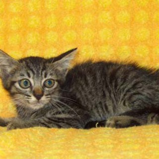 可愛くて素直そうな子ネコです