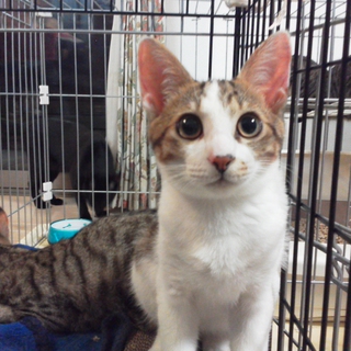 大柄なやんちゃ君・犬OK！