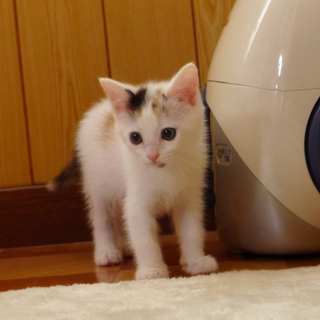 三毛猫の子猫☆里親☆決定しました。
