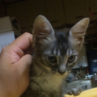 皆、里親様見つかりました。ありがとうございます。