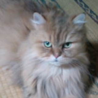 大切にしてくださる方にもらって頂けました。ありがとうございます。