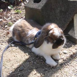 ご応募ありがとうございました。